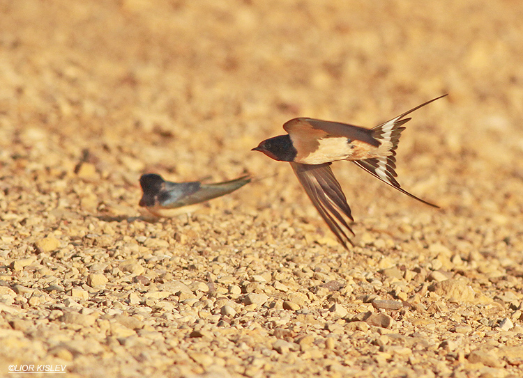 Barn Swallow Hirundo rustica,  Eilat .March  2013. Lior Kislev